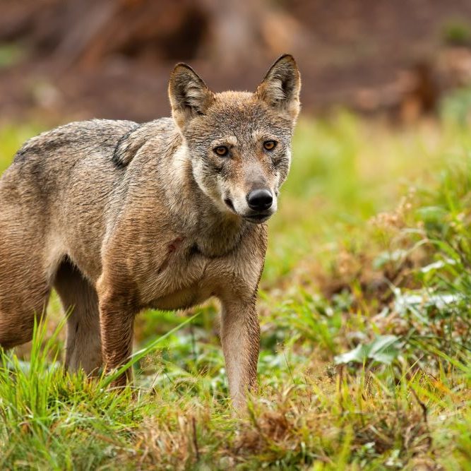 Coy Wolf