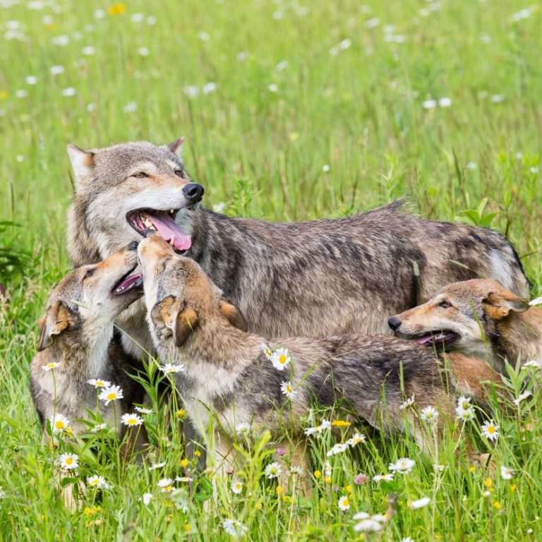 Wolf Mother & Pups