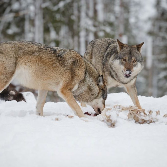 Wolves feeding on Moose Carcass